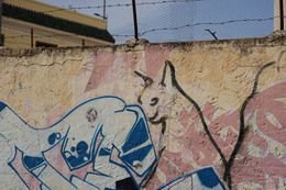 Машаллах и „Банкси не се е появил в арабския свят“: Непознатите графити