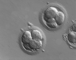 Създадоха синтетичен човешки ембрион. Сега какво?