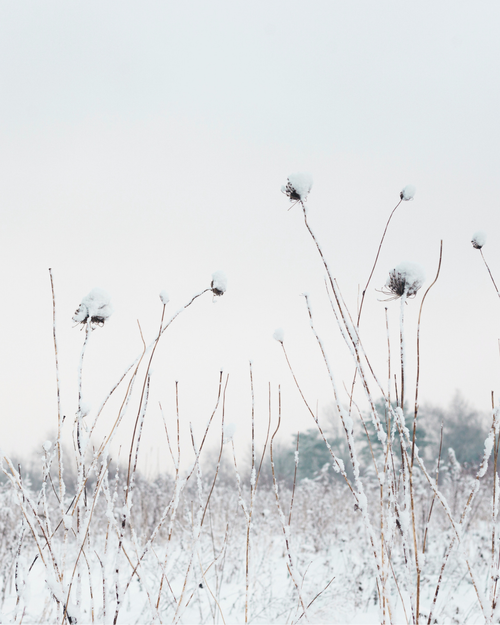 Зимна песен