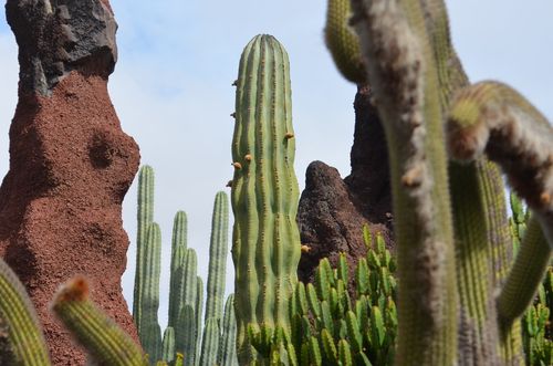 Кактусовата градина на Манрике