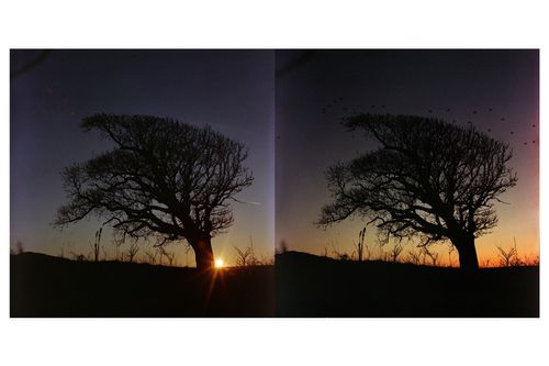 Две снимки на едно и също дърво по време на залез