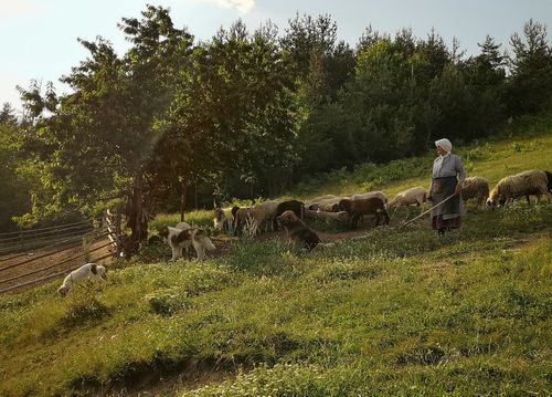 Възрастна забрадена жена, заобиколена от овце и кучета