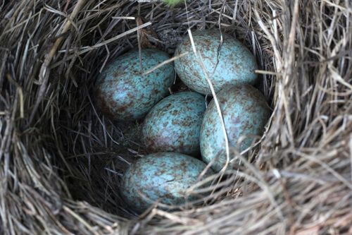 Гнездо с яйца на кос