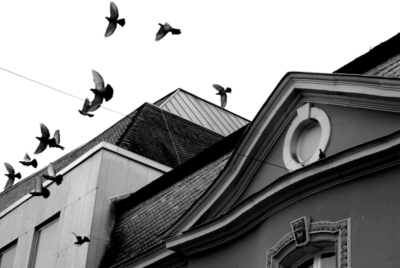 birds-of-trier