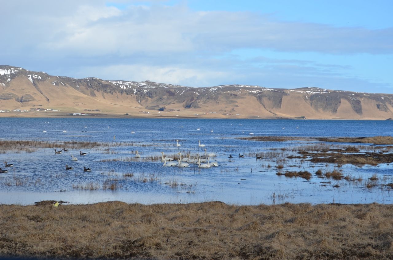 Ние сме свикнали на неми лебеди, но тези в Исландия са пойни.